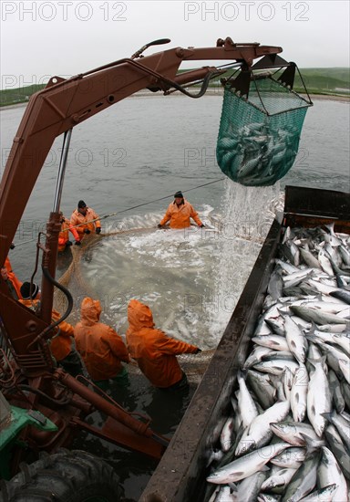 Salmon fishing on the ozernaya river in kamchatka, russia, july 21, 2008.