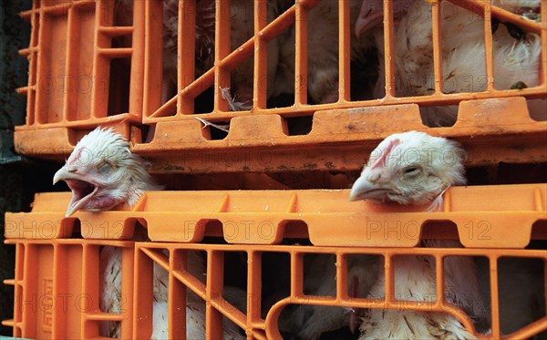 Moscow region, russia, november 15 2002: help! (in pic), whatever the technology used human error cannot be entirely excluded, broilers on the way to the new shop of the petelino poultry-processing factory that was opened today, the factory is the biggest one in the region, (photo boris kavashkin).