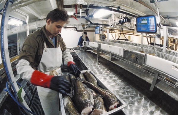 A man cleaning fish in the hold of a russian factory ship (the tarpan or arkos) off the coast of kamchatka, siberia, russia.