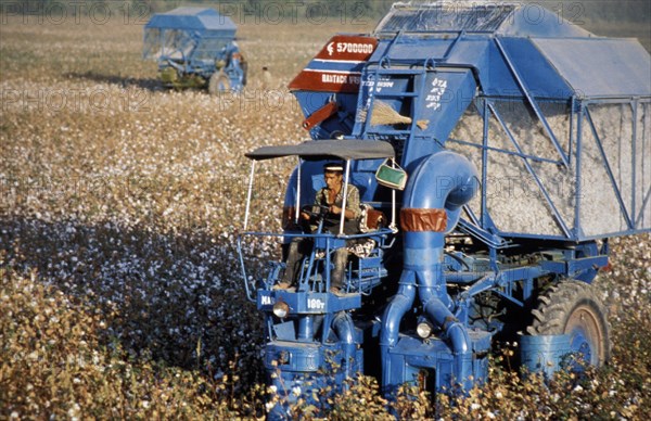 Harvesting cotton in uzbekistan, 1978.