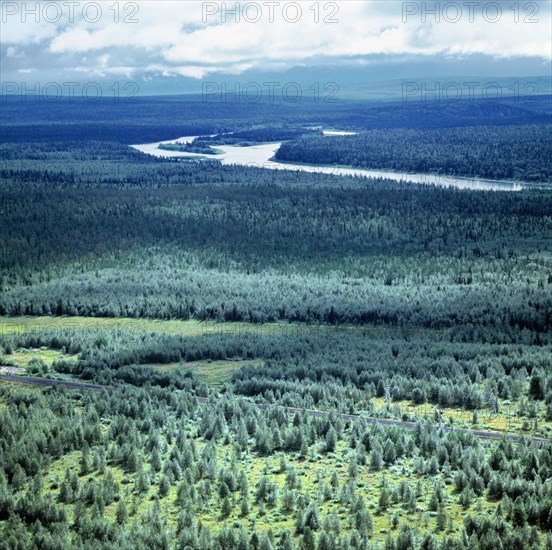 Northern taiga in komi, siberia.