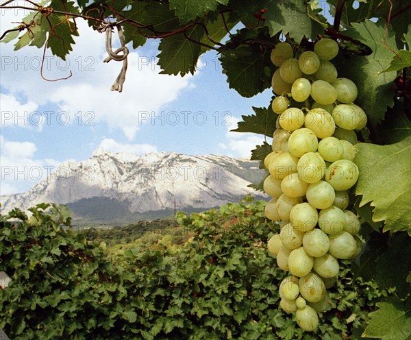 Vineyards of the 'livadia' state farm located at the foot of mt, ai-petri in crimea, ukraine, september 2004.