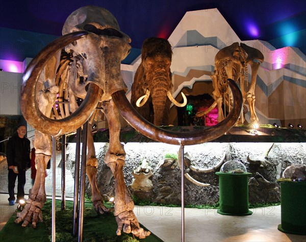 Remains of the fauna of the ice-age found in the transpolar area of russia are displayed at the 'mammoth chamber' exposition opened here, moscow, russia, november 2, 2004.