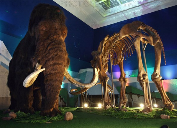 Remains of the fauna of the ice-age found in the transpolar area of russia are displayed at the 'mammoth chamber' exposition opened here, moscow, russia, november 2, 2004.