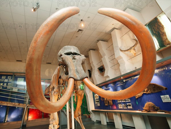 A mammoth skeleton is on display at the mammoth museum of the institute of applied ecology of the north, academy of sciences of the republic of sakha (yakutia), the skeleton was unearthed in churapchinsky ulus (region) in 1990, march 18, 2005.