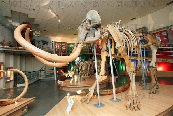 A mammoth skeleton is on display at the mammoth museum of the institute of applied ecology of the north, academy of sciences of the republic of sakha (yakutia), the skeleton was unearthed in churapchinsky ulus (region) in 1990, march 18, 2005.