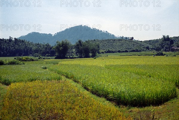 Democratic republic of vietnam, tea and rice plantations in vinh province, january 1974.