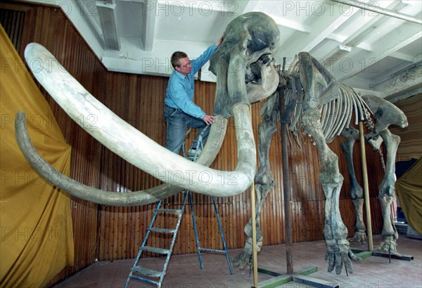 The fossil skeleton of a 60 years old mammoth,3 m, tall and 4 m ,long and weighing 5 tonnes when alive, was rambling in the siberian land (novosibirsk region now) about 24,000 years ago,a find of a complete mammoth`s skeleton is rather rare chance,that is why it is displayed in the siberian museum of natural history in the city of novosibirsk, picture shows a museum spesialist preraring the exhibit for the demonstration.