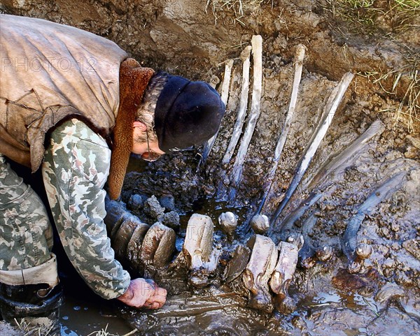 Yamalo-nenetsk autonomous district, well-preserved bones of mammoth are found by a russian expedition in yamal, a member of the expedition funded by the shemanovsky?s museum and exhibition centre is pictured on the site, september 27, 2005.