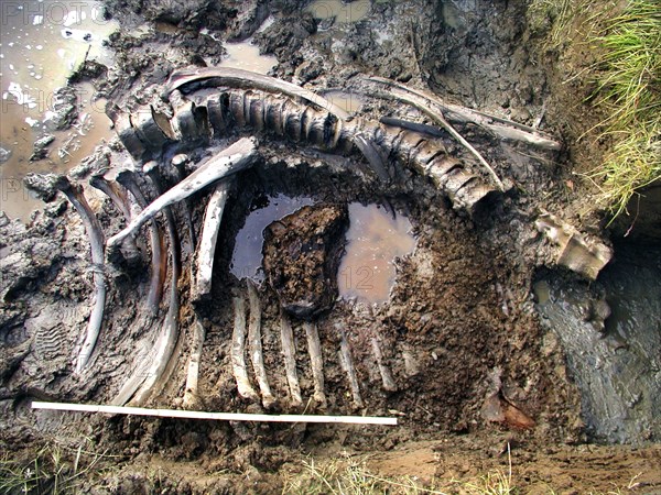 Yamalo-nenetsk autonomous district, well-preserved bones of mammoth are found by a russian expedition in yamal, the expedition is funded by the shemanovsky?s museum and exhibition centre, september 27, 2005.