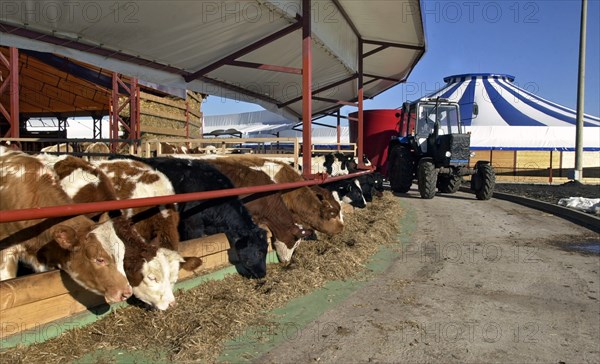 Graivoron-agro livestock farm for 1,200 heifers is the first tented farm with polymer coating to be inaugurated in russia, belgorod region, russia, november 2005.