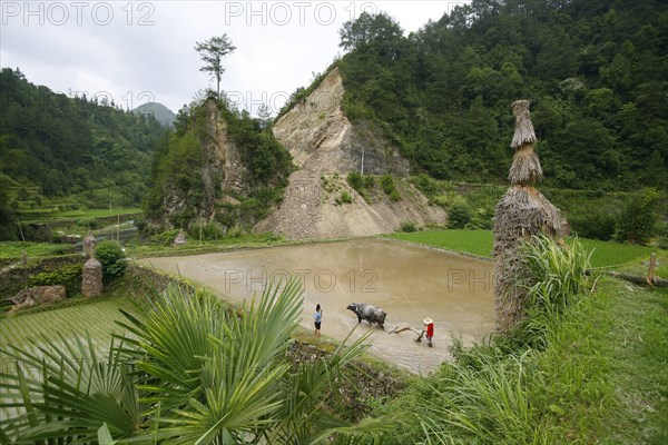 China, august 13, 2007, ox plowing rice fields at a village in china’s guizhou province.