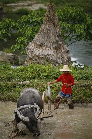 China, august 13, 2007, ox plowing rice fields at a village in china’s guizhou province.