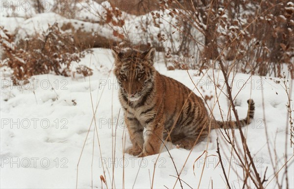 About 430 species of amur tigers remained in russia, they inhabit territory of maritime and khabarovsk regions, russian government adopted federal programme of keeping save of amur tiger which contains all possible measures of saving tigers registered in international red book.