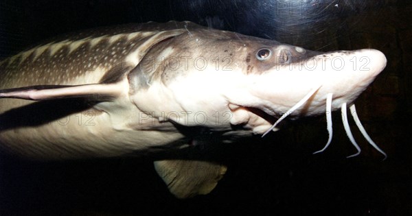 Sturgeon, russia, 2004.