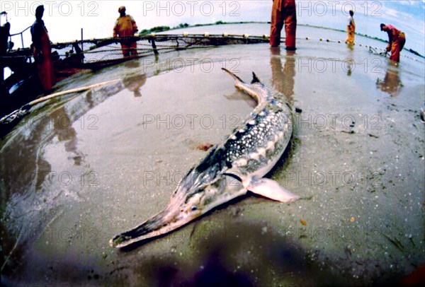 Sturgeon, russia, 2004.