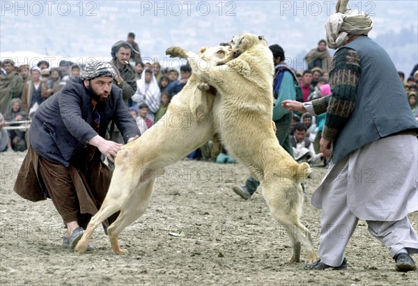 Kabul, afghanistan, march 9 2003, dog fights (in pic) remain one of the chief attractions in kabul, the fights draw thousands of spectators, in case it wins, an asian sheepdog may bring solid money to its owner and the fans who have bet on it.