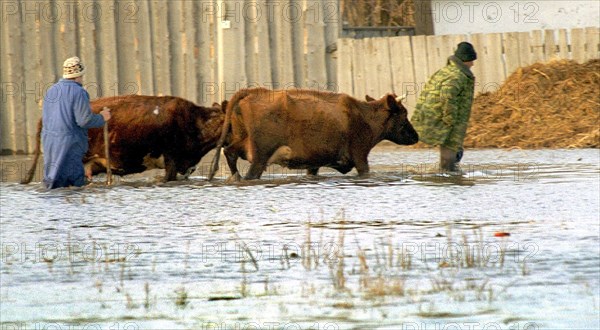 Spring floods, inhabitants move their cattle to the safety place, about 400 houses were flooded by the kurtlak river waters, volgograd, russia, april 3, 2004.