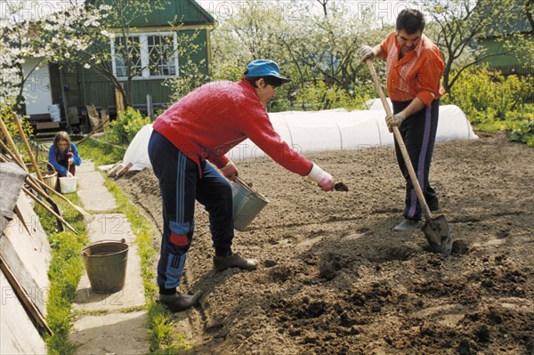 Members of a cooperative gardening society sowing potatoes in the moscow region of russia, may 2000.