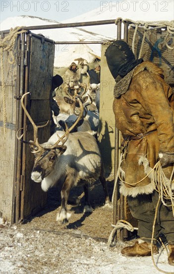 A reindeer entering a corral under the supervision of a herder in the chukot autonomous region, siberia, june 2000.