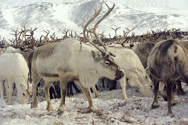 Herd of reindeer on the amguem tundra in the chukhot autonomous region of siberia, 2000.