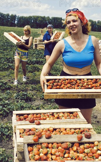 Local students working on a farm picking strawberries in the kursk region of russia.