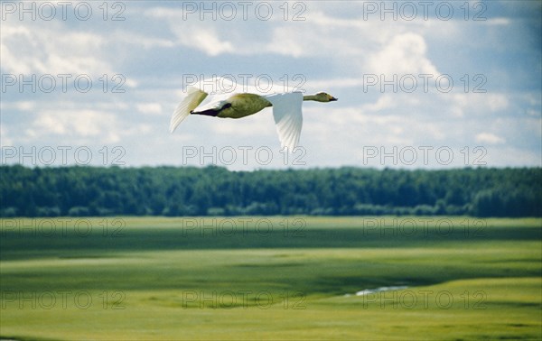 A goose flying over taiga forest, heading south, tyumen region, siberia, russia.