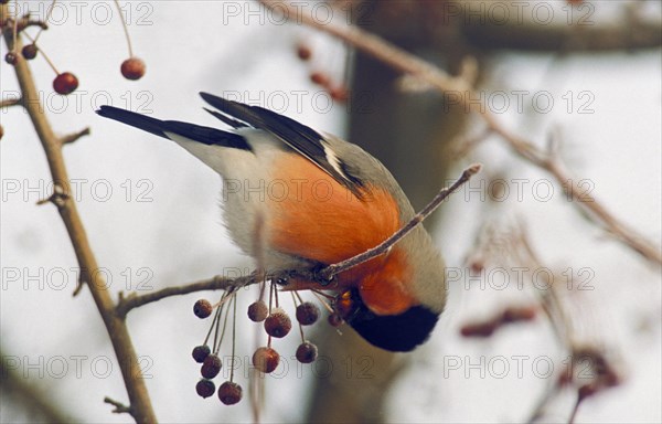 A bullfinch eating berries in the taiga of the tyumen region of siberia, russia.