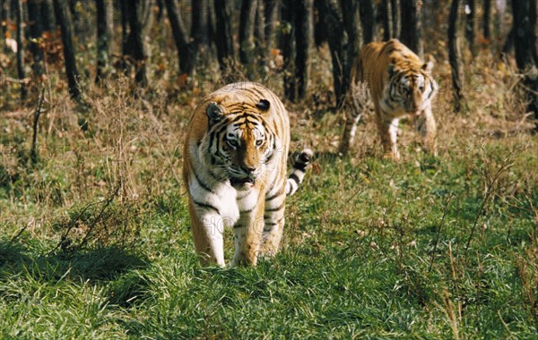 Endangered ussuri tigers (amur tigers) in ussurllsk taiga in siberia, russia.