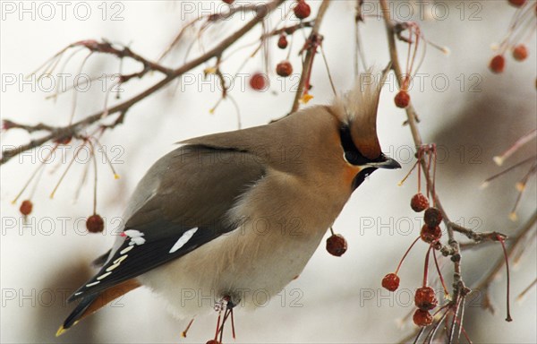 A waxwing, taiga of the tyumin region of siberia, russia.