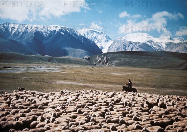 A flock of sheep grazing in a summer pasture in the mountains of kyrgyzstan.