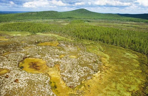 Young forrest at the site of the tunguska meteorite explosion nearly a century after the event, siberia, russia, 2008.