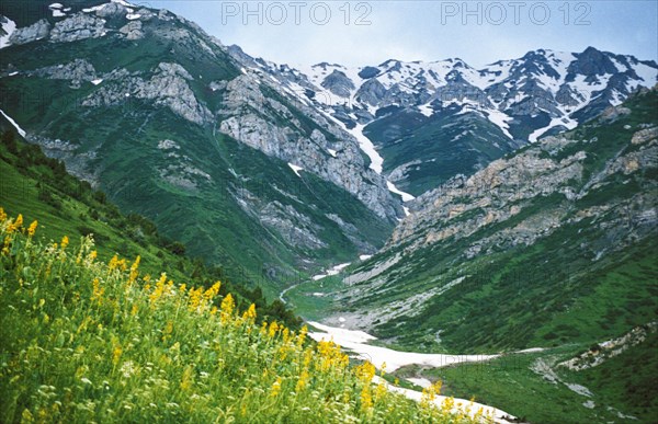 Yellow wildflowers growing in a valley in the tien shan mountains in western kazakhstan.