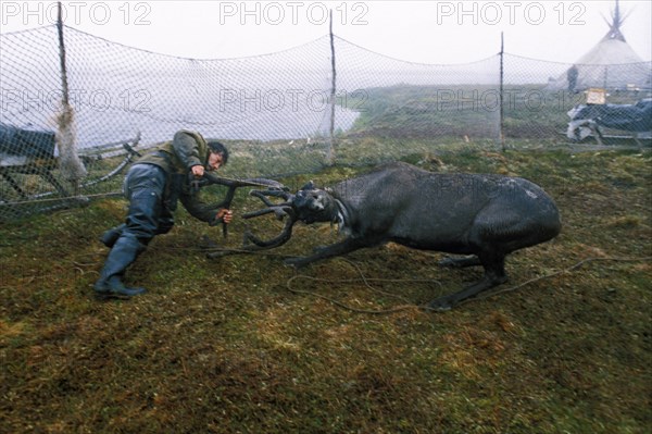 A nenets reindeer breeder wrestling with a reindeer in the nenets autonomous region of russia, 1990s.