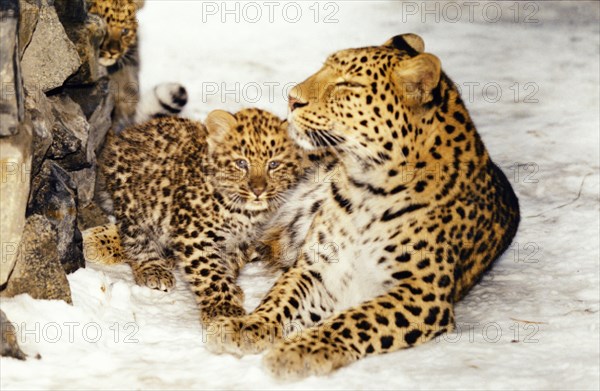 An amur leopard with her 2 month old cub at a zoo in novosibirsk, siberia, russia, february 2003.