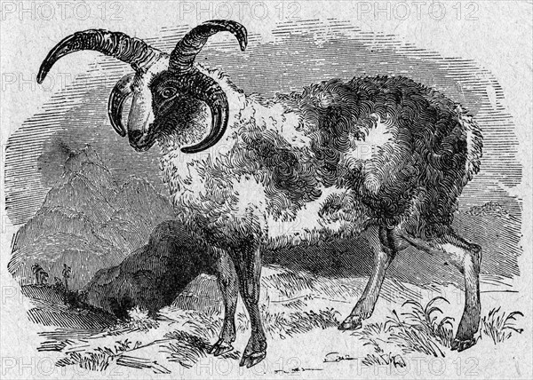 The sacrifical ram