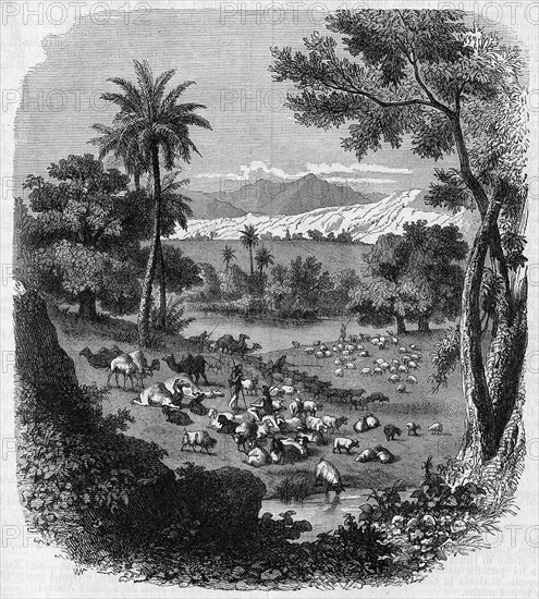 Religion The Holy Bible. Simeonite's drove in the land of Gedor