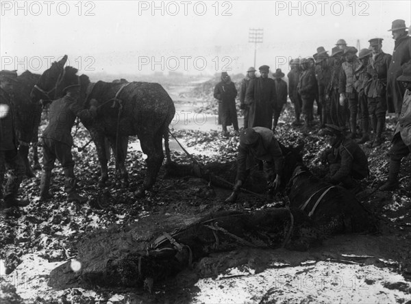 Mules engulfed in the mud.