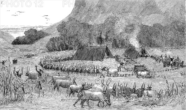 A Bullock Encampment In India