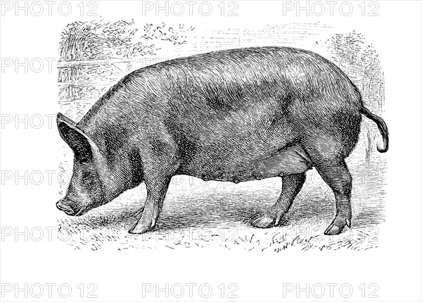 Tamworthschwein