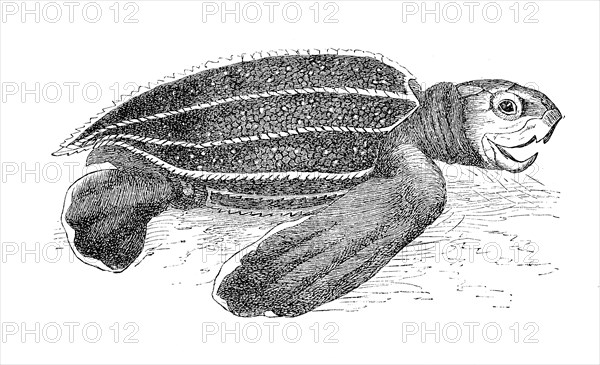 Leatherback Sea Turtle