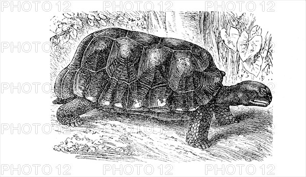 Yellow-Footed Tortoise