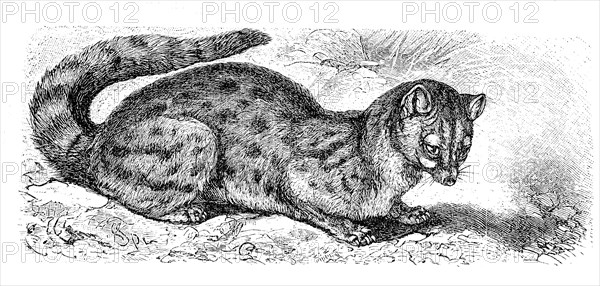 Asian Palm Civet