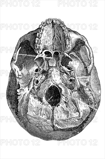 Human Skull Bones