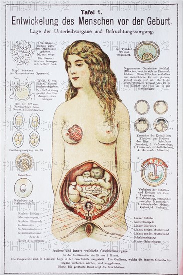 Development Of The Child Before The Birth In The Woman. Entwicklung Des Menschen Vor Der Geburt In Der Frau