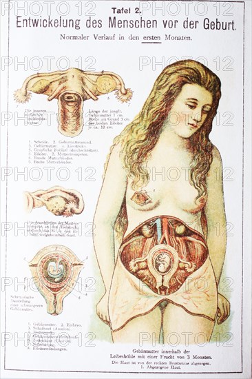 Development Of The Child Before The Birth In The Woman. Entwicklung Des Menschen Vor Der Geburt In Der Frau