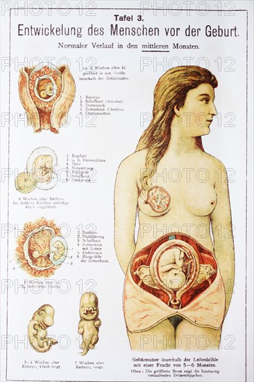 Development Of The Child Before The Birth In The Woman. Entwicklung Des Menschen Vor Der Geburt In Der Frau