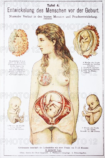 Development Of The Child Before The Birth In The Woman. Entwicklung Des Menschen Vor Der Geburt In Der Frau