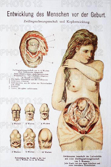 Development Of The Child Before The Birth In The Woman. Entwicklung Des Menschen Vor Der Geburt In Der Frau