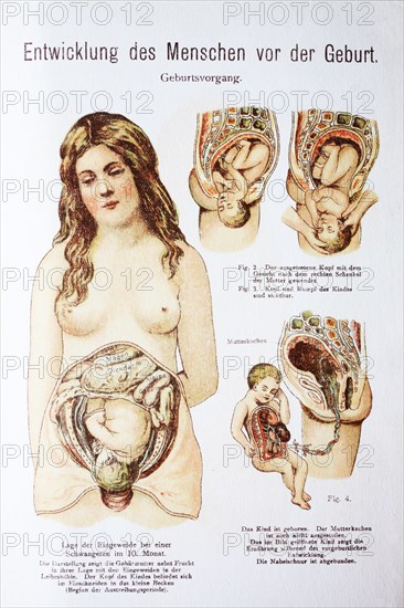 Development Of The Child Before The Birth In The Woman. Entwicklung Des Menschen Vor Der Geburt In Der Frau